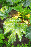courgette mosaic